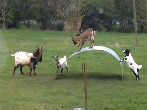 goats playing on sheet metal|Video of goats balancing on wobbly metal sheet could melt the .